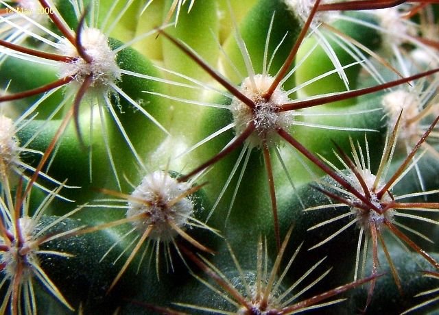 Pediocactus _simpsonii _SB586 _09